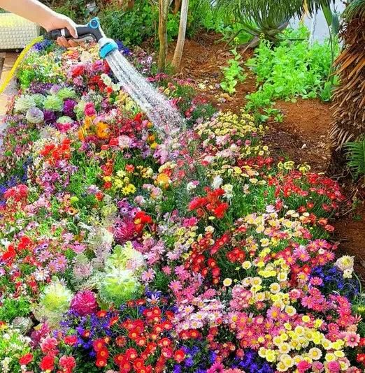 Buy Varieties of Flower Seeds (Pack of 100)